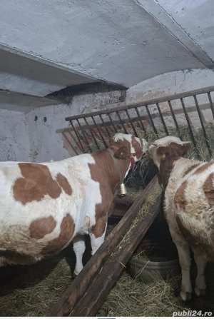 de vânzare vacă si juninca - imagine 2