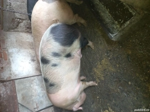 Vand porci - imagine 2