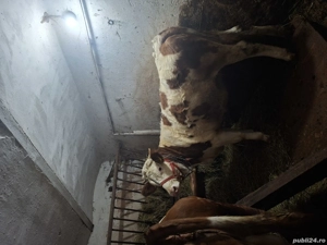 de vânzare vacă si juninca - imagine 4