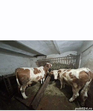 de vânzare vacă si juninca - imagine 3