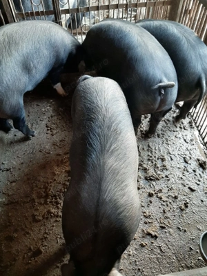 Vând porci rasă mixtă Petrean cu Bazna - imagine 3