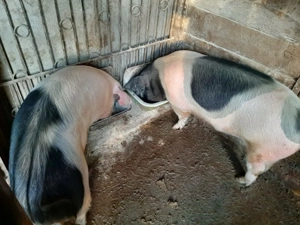 Vând porci rasă mixtă Petrean cu Bazna