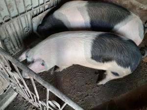 Vând porci rasă mixtă Petrean cu Bazna - imagine 2