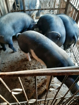 Vând porci rasă mixtă Petrean cu Bazna - imagine 5