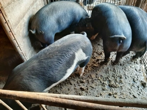 Vând porci rasă mixtă Petrean cu Bazna - imagine 4