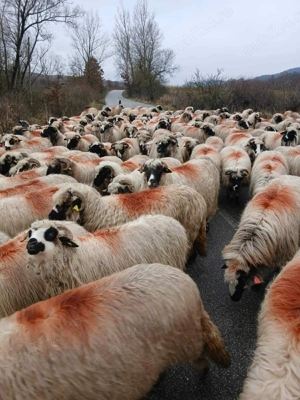 Disponibile 170 de oii