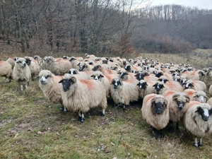 Disponibile 170 de oii - imagine 2