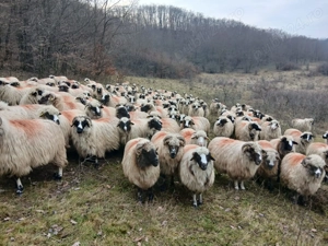 Disponibile 170 de oii - imagine 3