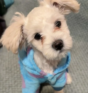 Donație Bichon maltez