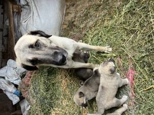 catelusi Kangali - imagine 2