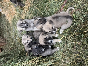 catelusi Kangali - imagine 4