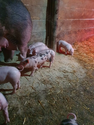 Purcei de vanzare. - imagine 3