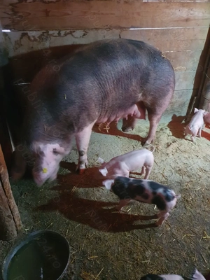 Purcei de vanzare. - imagine 4