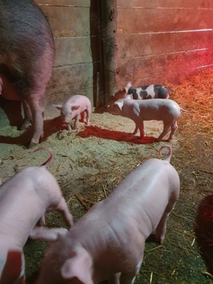 Purcei de vanzare. - imagine 2