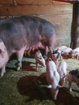 Purcei de vanzare. - imagine 5