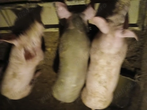 Purcei pietrea de vanzare - imagine 2