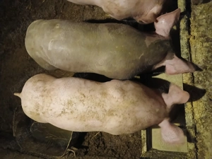 Purcei pietrea de vanzare