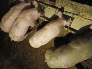 Purcei pentru rotisor - imagine 2