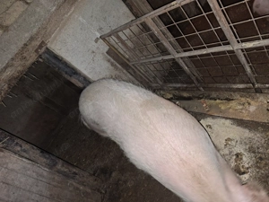 Vand purcea aprox 180 kg 2500 lei neg Jud bihor Coiuba Mare nr tel   - imagine 2