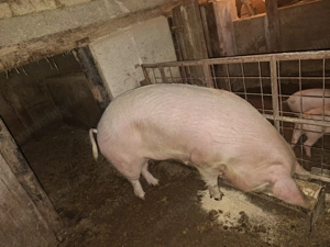 Vand purcea aprox 180 kg 2500 lei neg Jud bihor Coiuba Mare nr tel   - imagine 3