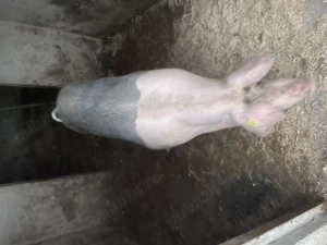 Porc de vânzare  - imagine 4