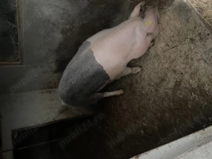 Porc de vânzare  - imagine 3