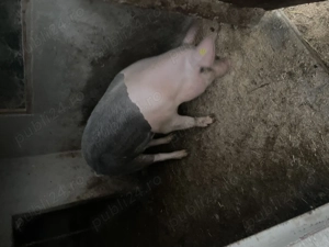 Porc de vânzare  - imagine 2