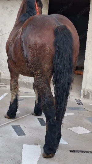 Vând Mânz greu! - imagine 2