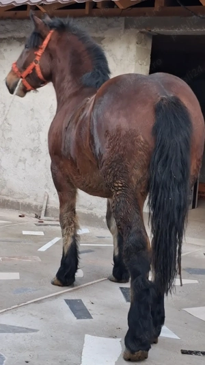 Vând Mânz greu! - imagine 4