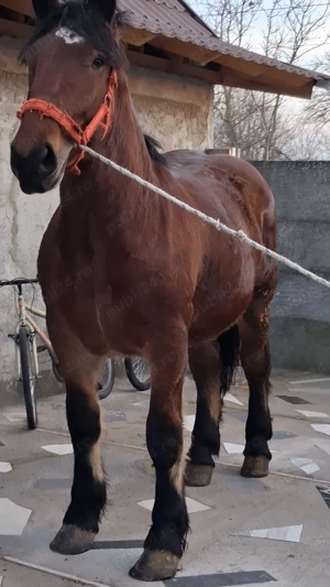 Vând Mânz greu! - imagine 3