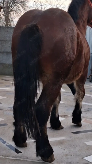 Vând Mânz greu! - imagine 5