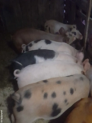 porc.         - imagine 2