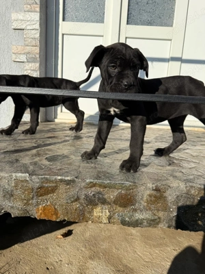 Pui când corso 2 luni cu pedigree - imagine 4