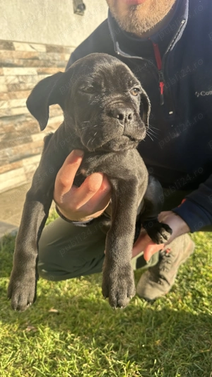 Pui când corso 2 luni cu pedigree