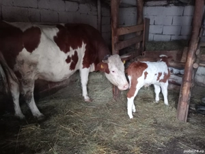 Vaca cu vițel (tăuraș) - imagine 3