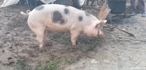 Porc de vânzare  - imagine 4