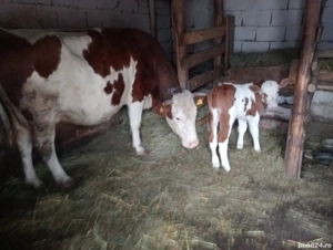 Vaca cu vițel (tăuraș)