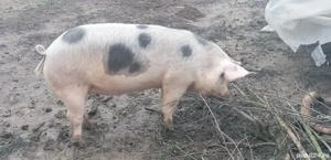 Porc de vânzare  - imagine 5