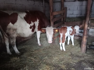 Vaca cu vițel (tăuraș) - imagine 2