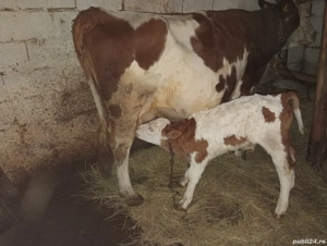 Vaca cu vițel (tăuraș) - imagine 4