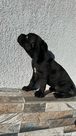 Pui când corso 2 luni cu pedigree - imagine 5