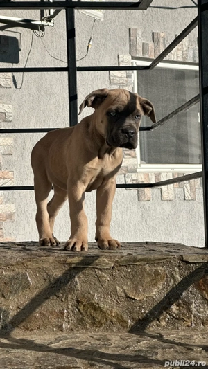 Pui când corso 2 luni cu pedigree - imagine 2