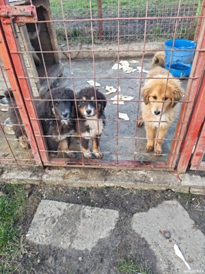 Câini ciobănesc pui  - imagine 3