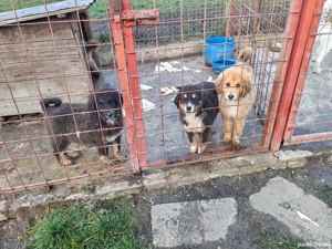 Câini ciobănesc pui  - imagine 2