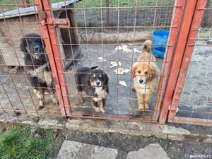 Câini ciobănesc pui  - imagine 4