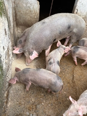 de vanzare - imagine 3