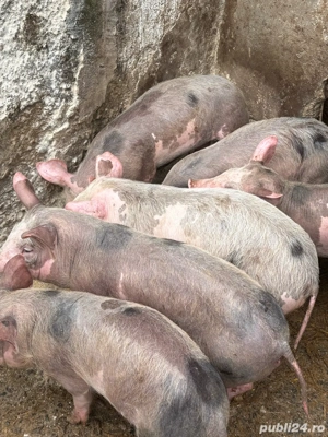 de vanzare - imagine 2