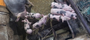 Scroafa pietrain cu 9 purcei - imagine 3