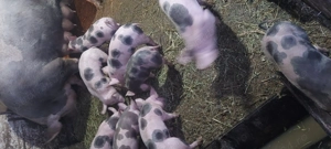 Scroafa pietrain cu 9 purcei - imagine 4