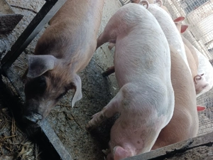 Purcei de vânzare    - imagine 4